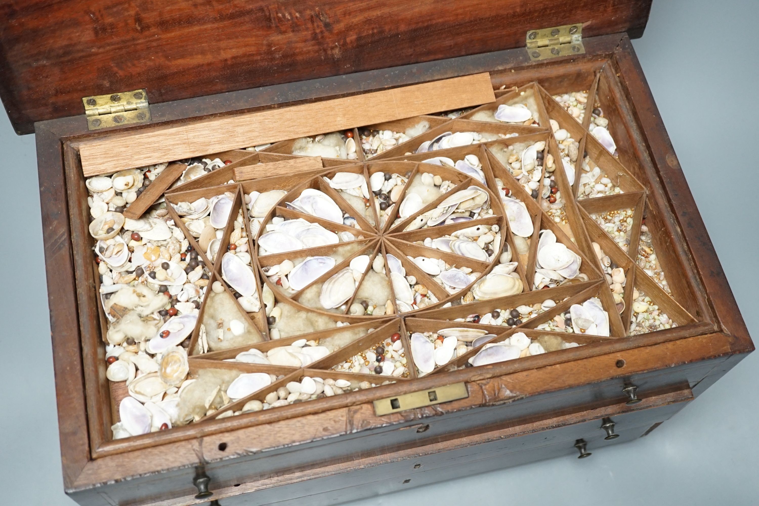 A George III mahogany collector’s cabinet of sea shells, in compartmentalised drawers. Width - 41cm